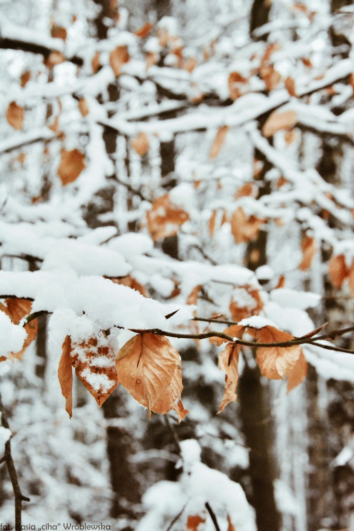winter fotest