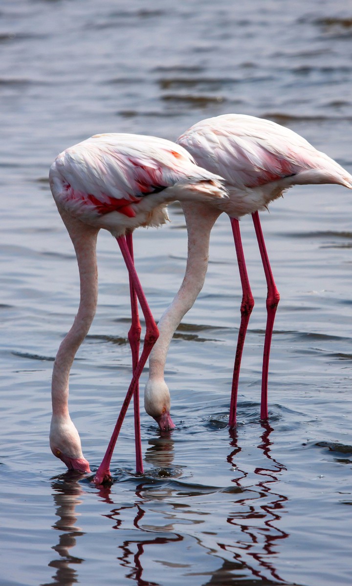 flamingo