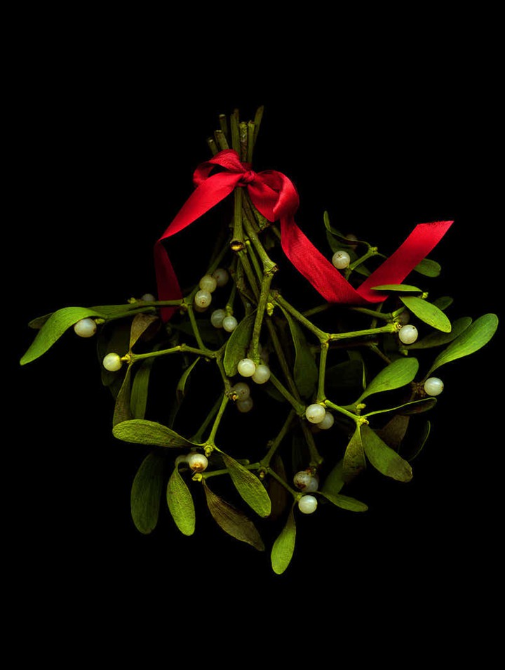 Mistletoe