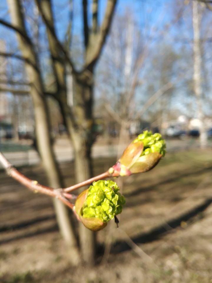spring