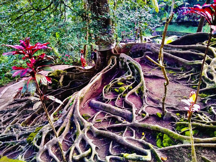 roots