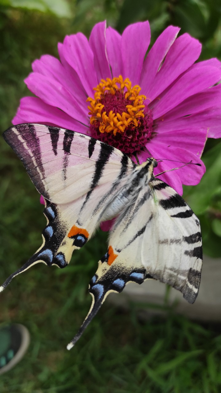butterfly
