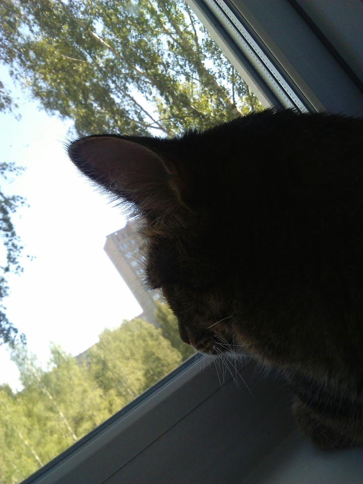 cat with window