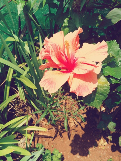 shrub, malvales壁纸