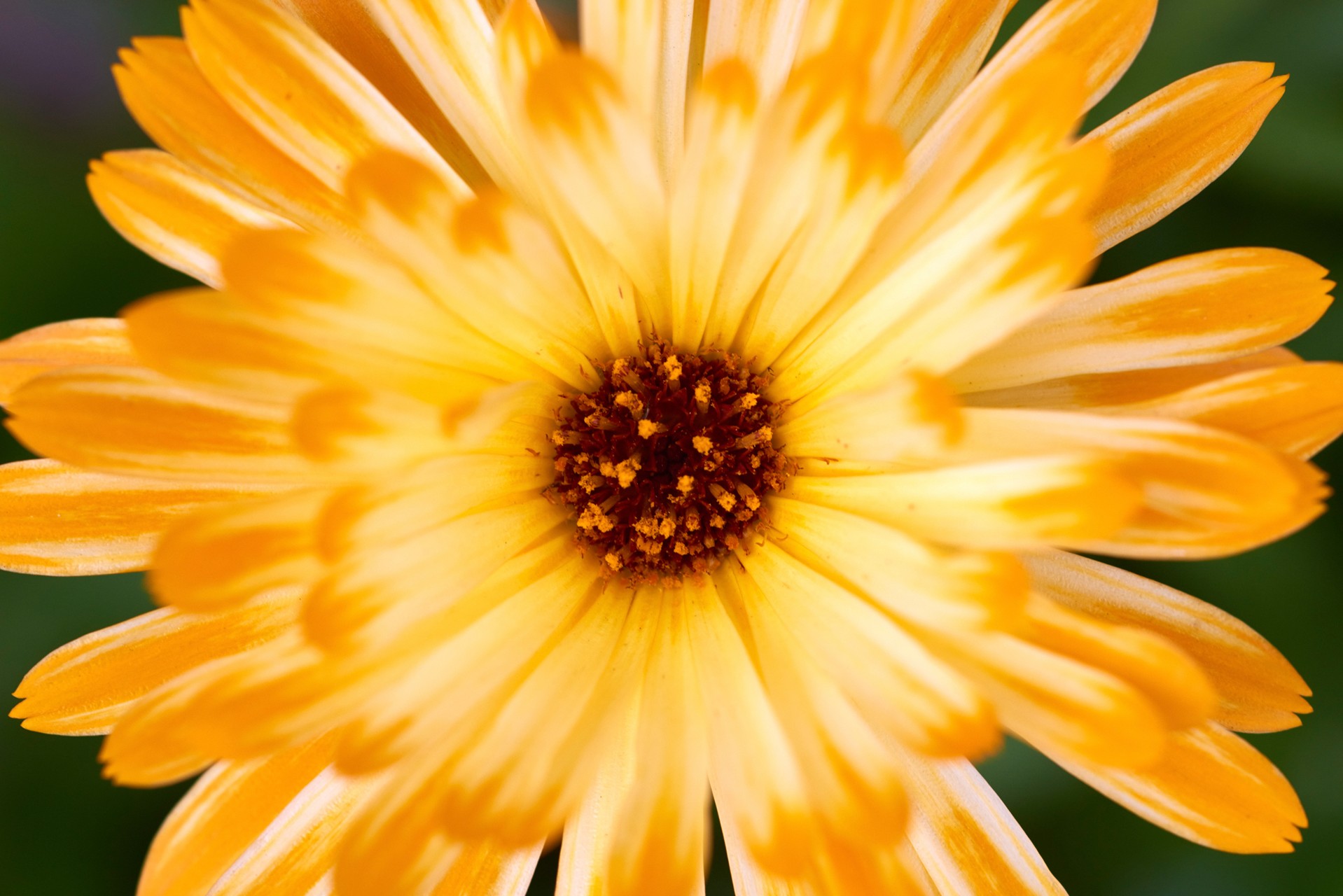 Blooming flower