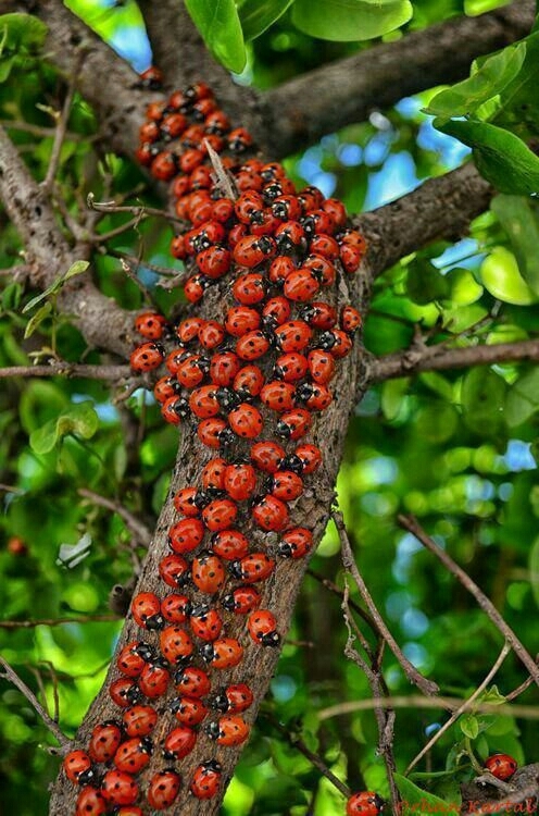 کفشدوزک
