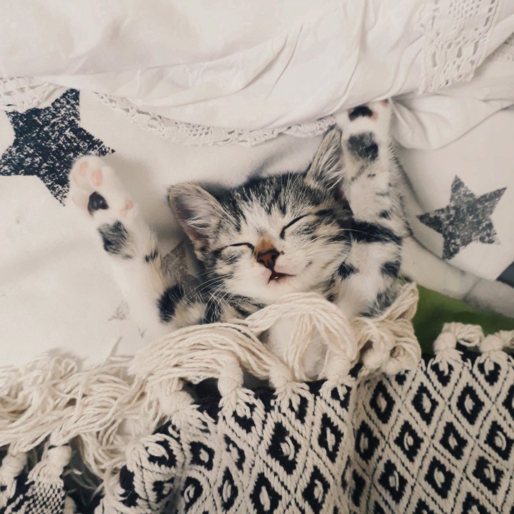 Kitty