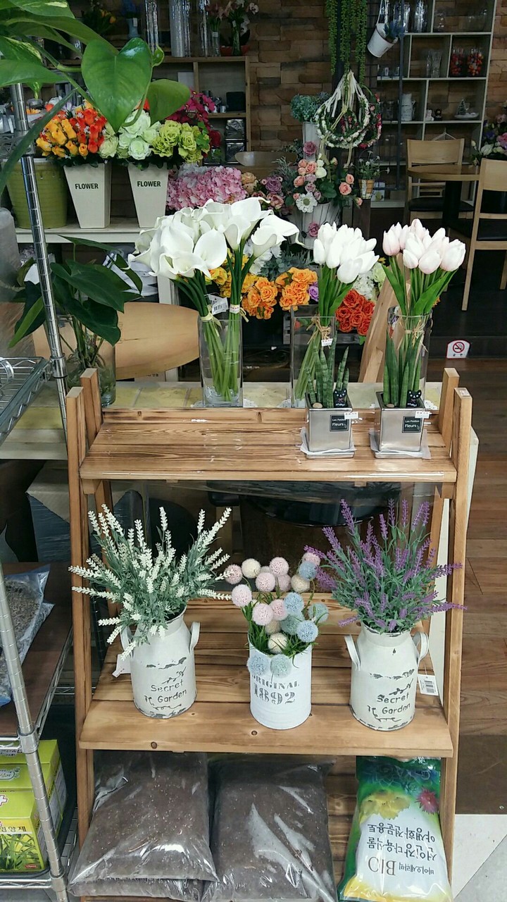 plants