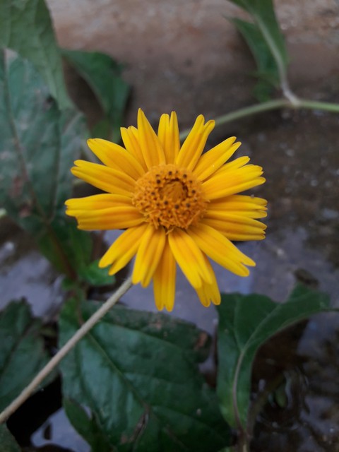 beauty