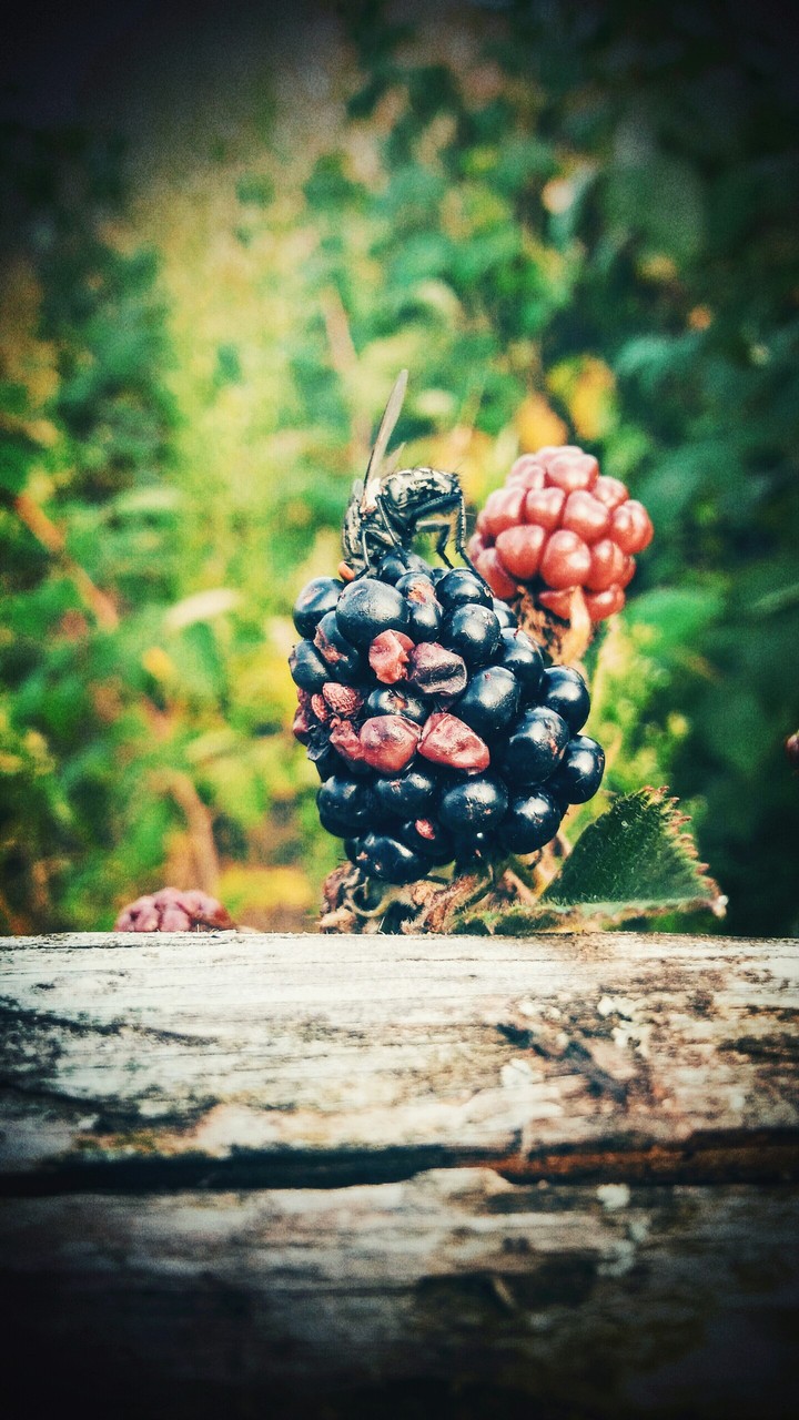 Nature
