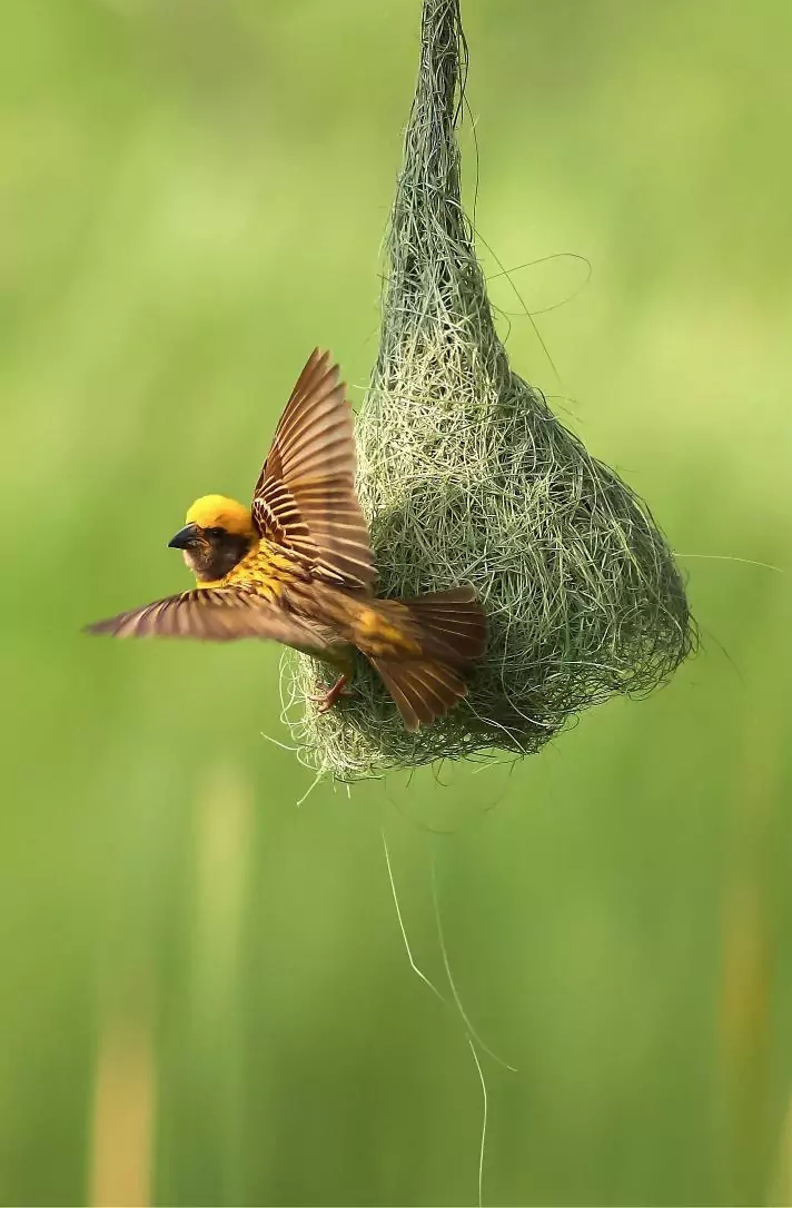 Save ?