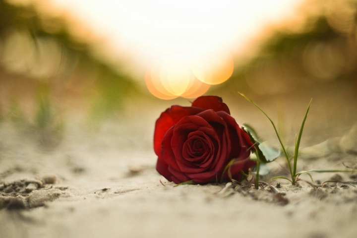 Red Rose in the Sand !!!
