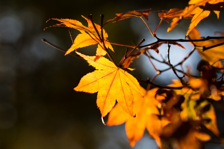 Autumm
