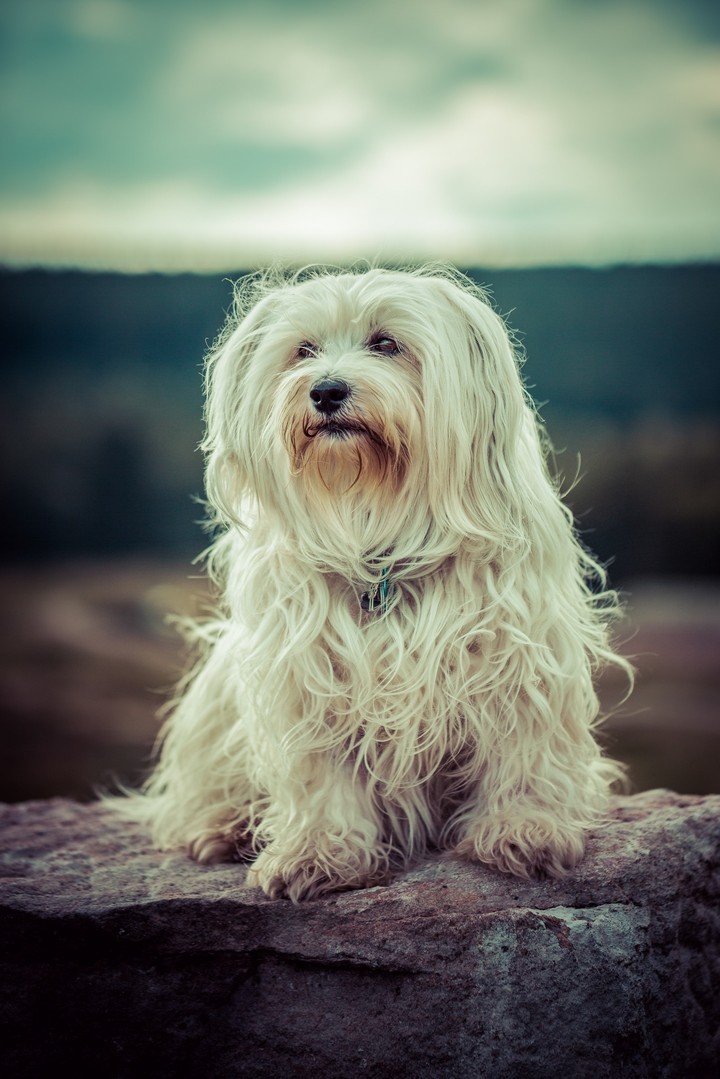 Doggo