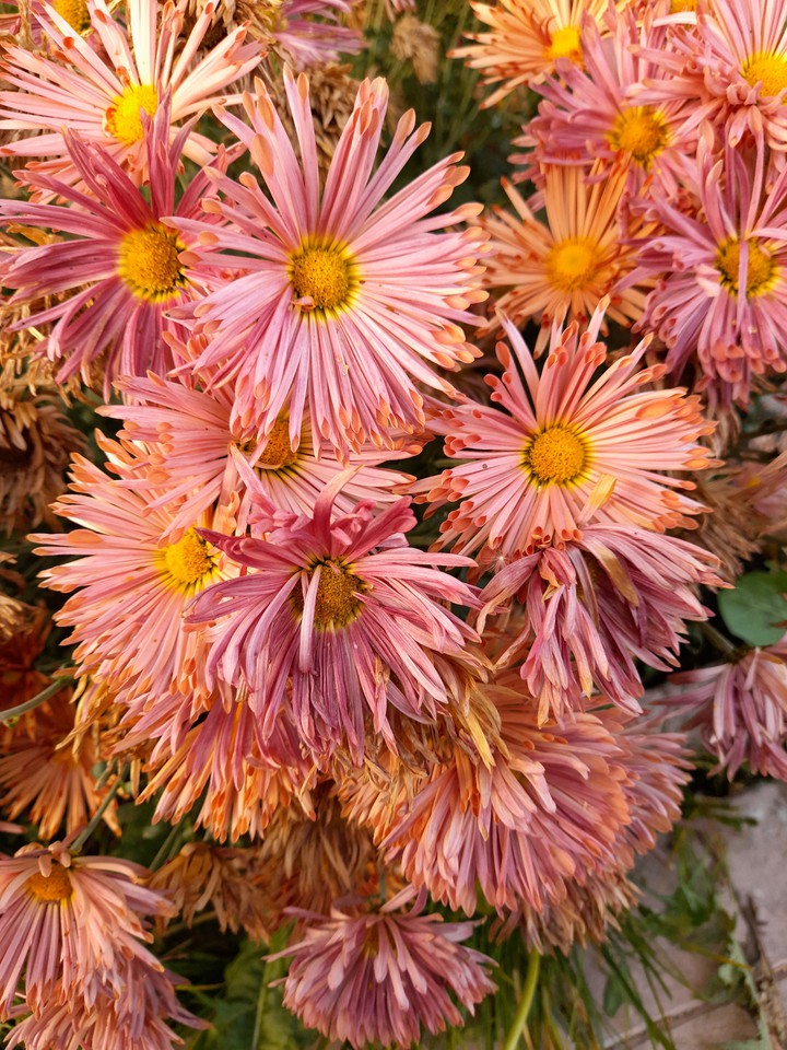 Chrysanthemum