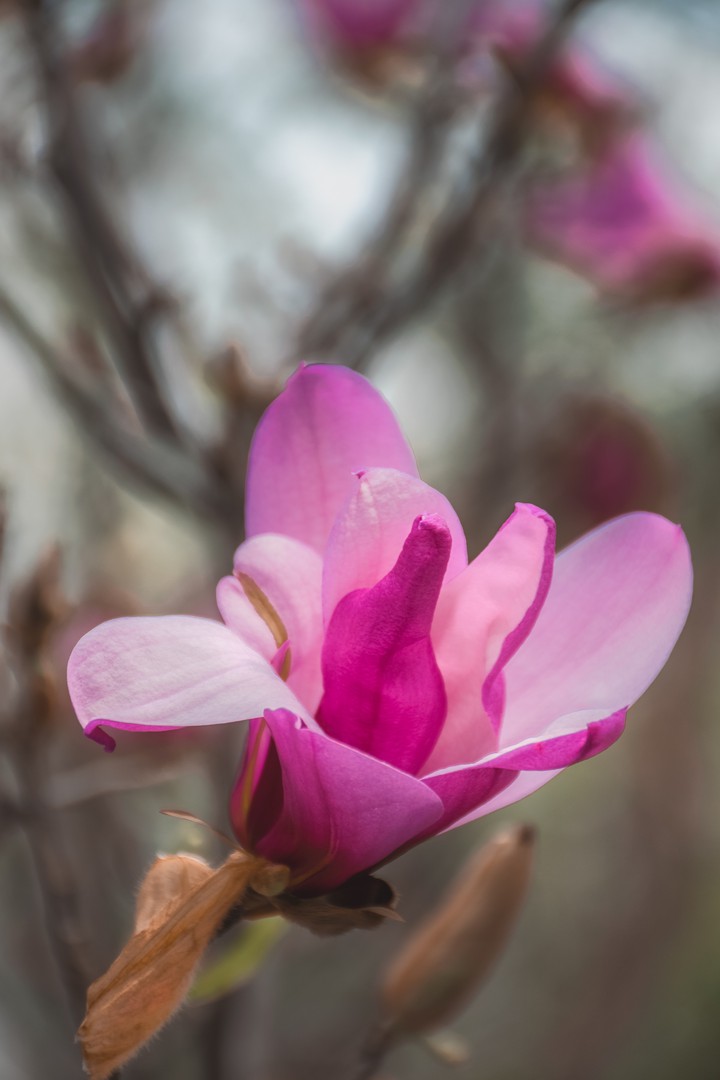 magnolia