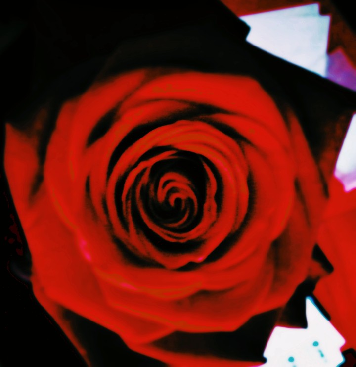 red rose
