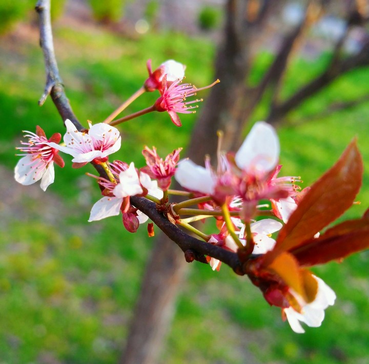 plum tree blooms