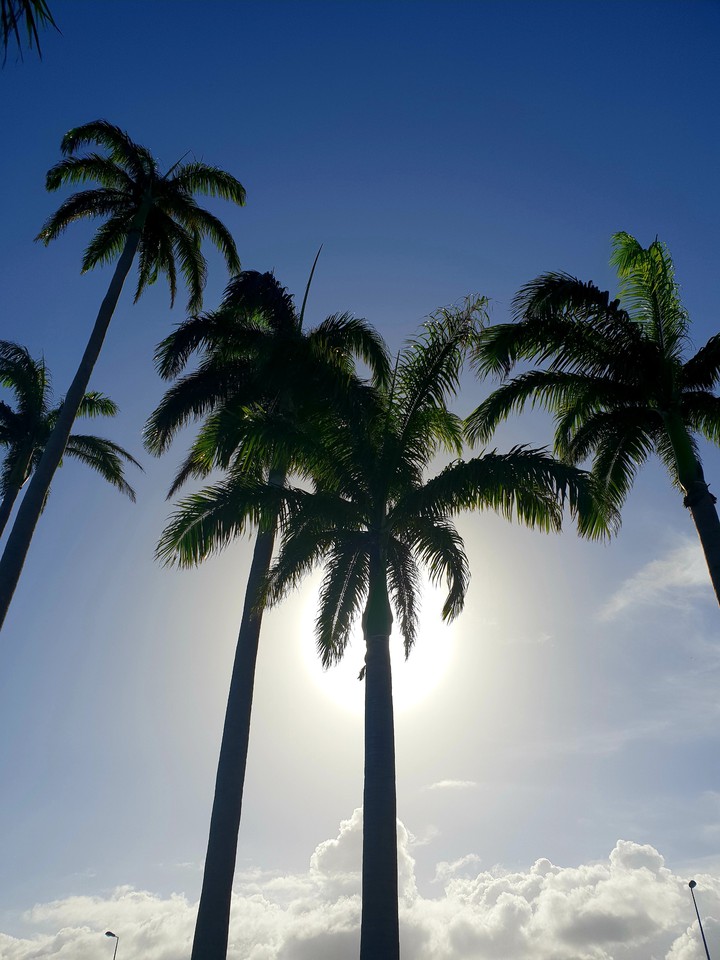 Palm tree