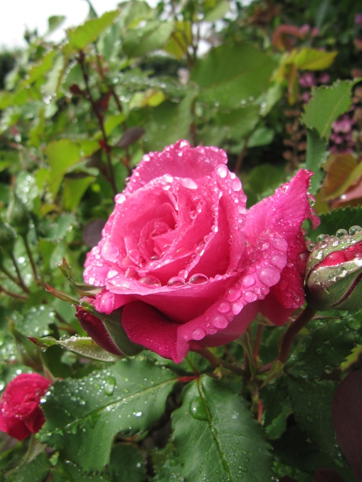 Roses růže