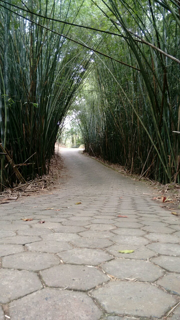 Bamboo