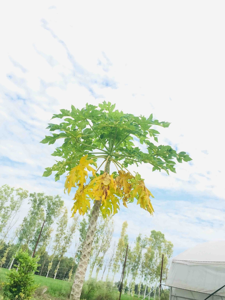 tree