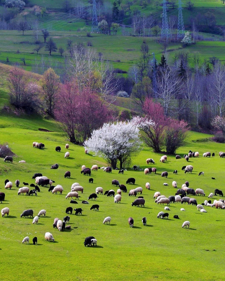 Şavşat da bahar