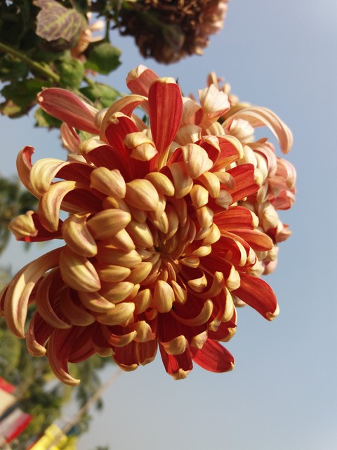 plant, flower Hintergrundbilder