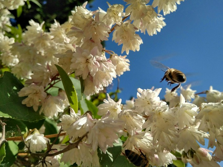 Flowers-Bee