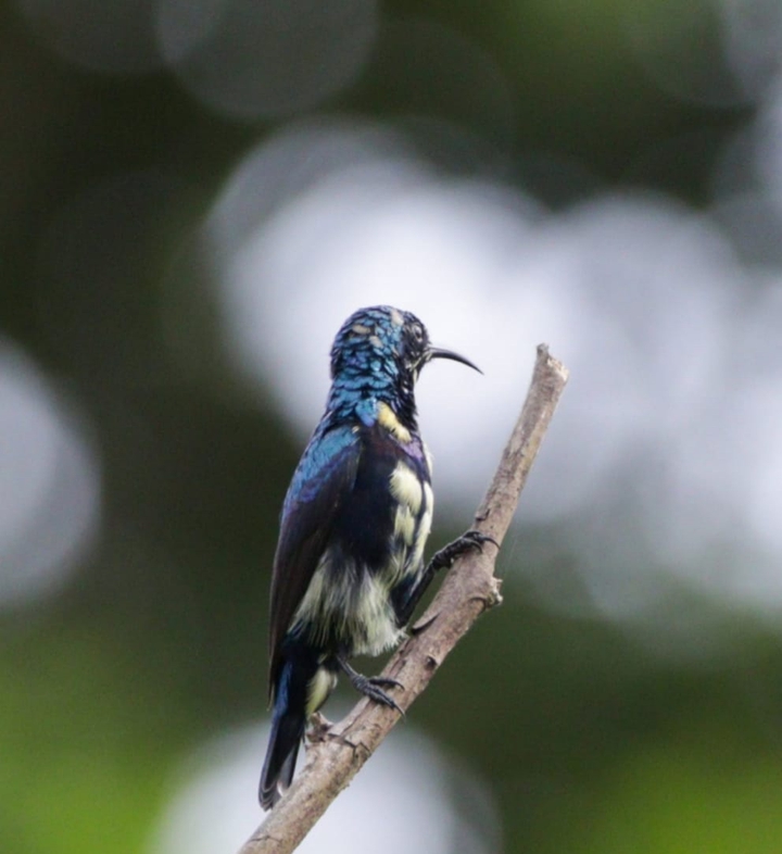 Birds