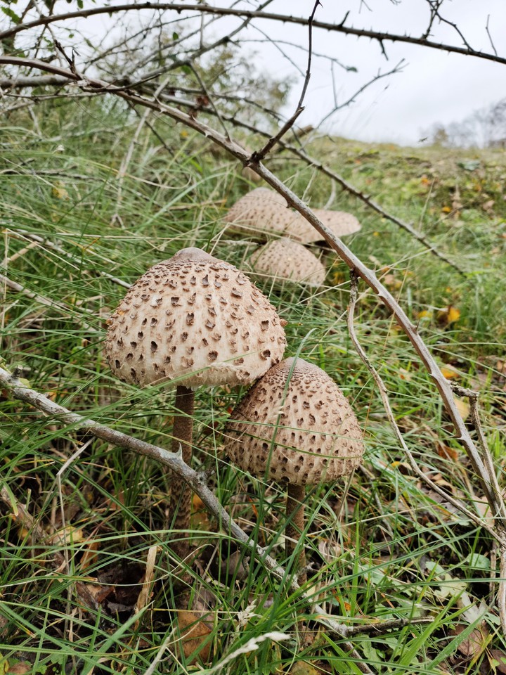 paddestoelen