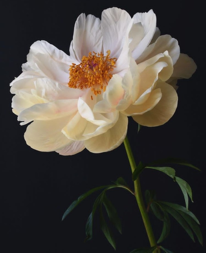 Peony
