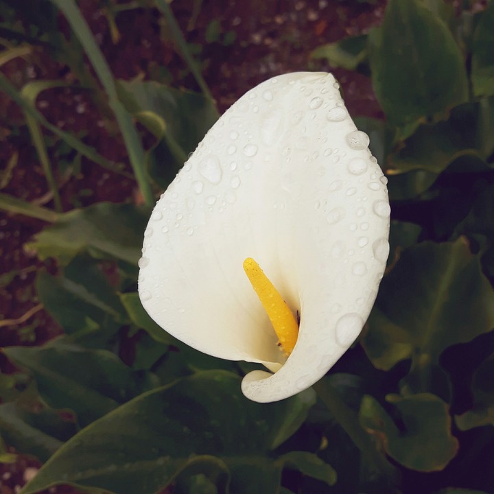 Flower covered with raindrops