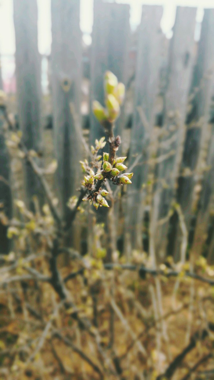 spring