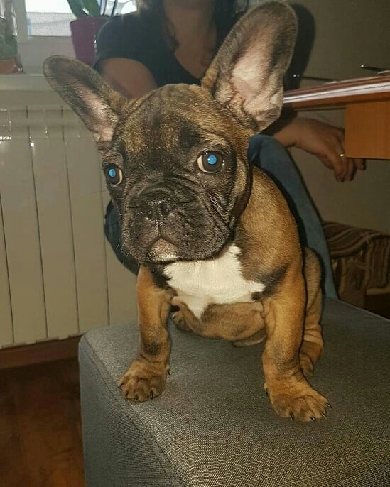 buldog fransuski