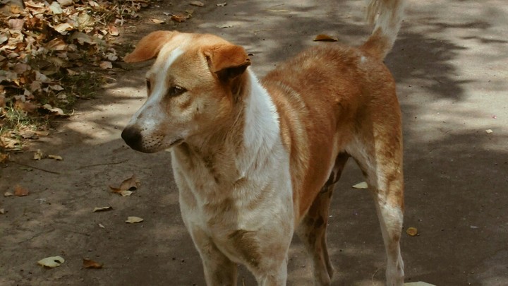 hachiko