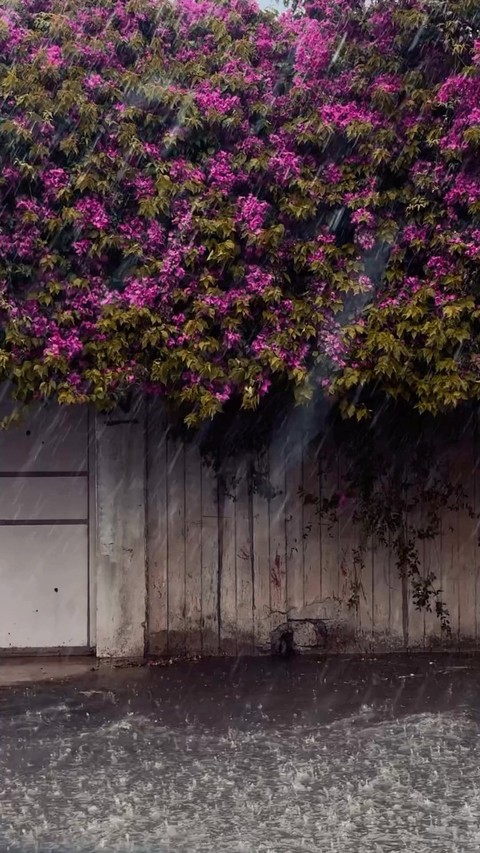 purple, plant Hintergrundbilder