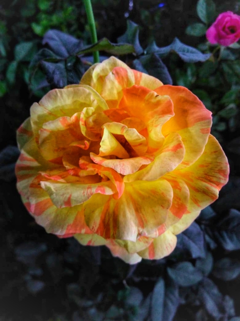 yellow flower