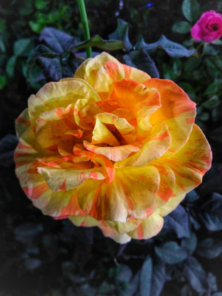 yellow flower