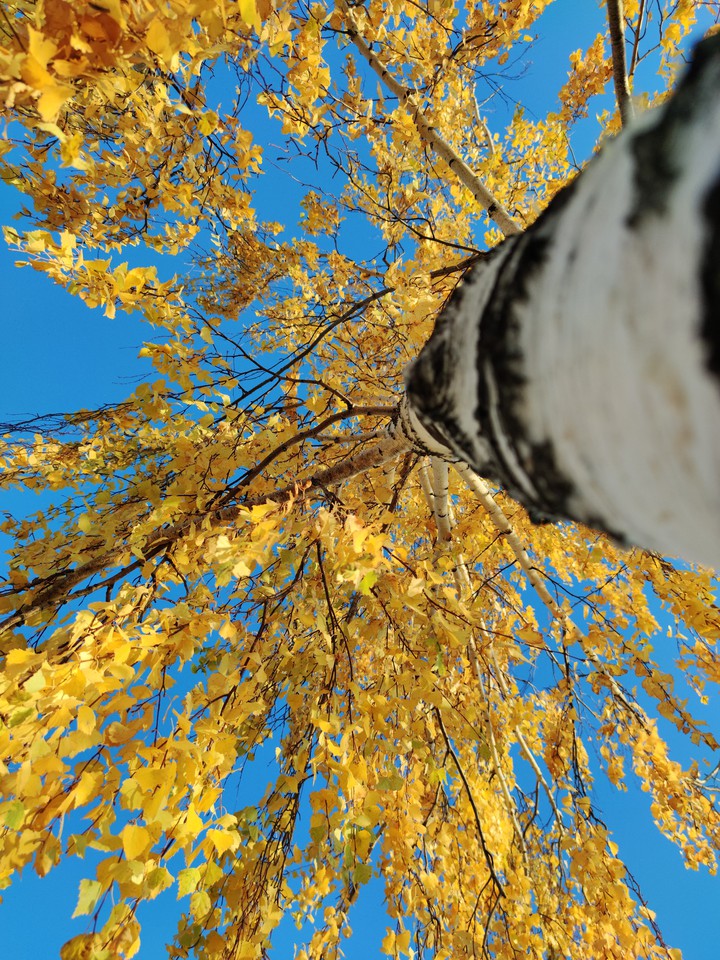 autumn