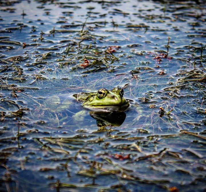 Royal Frog