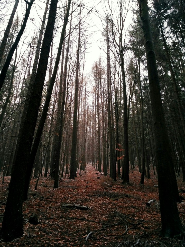 into the woods