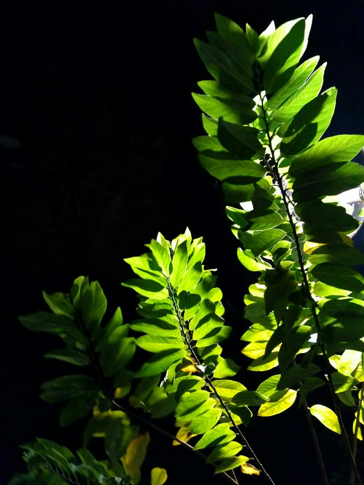 leaf's