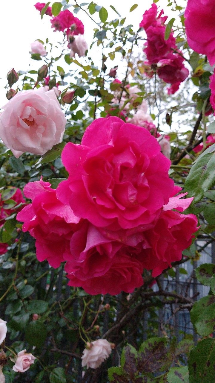 rose