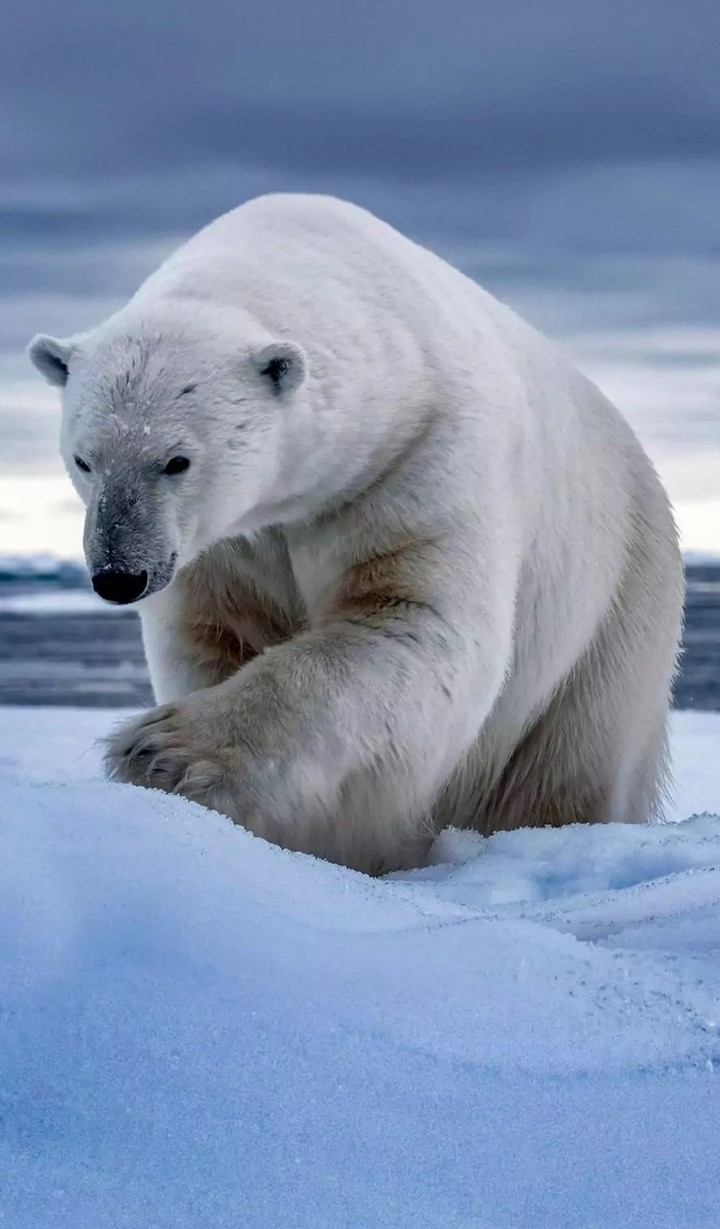 polar bear