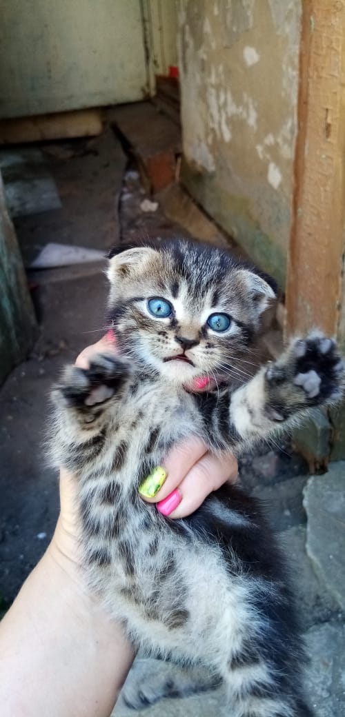 #cat