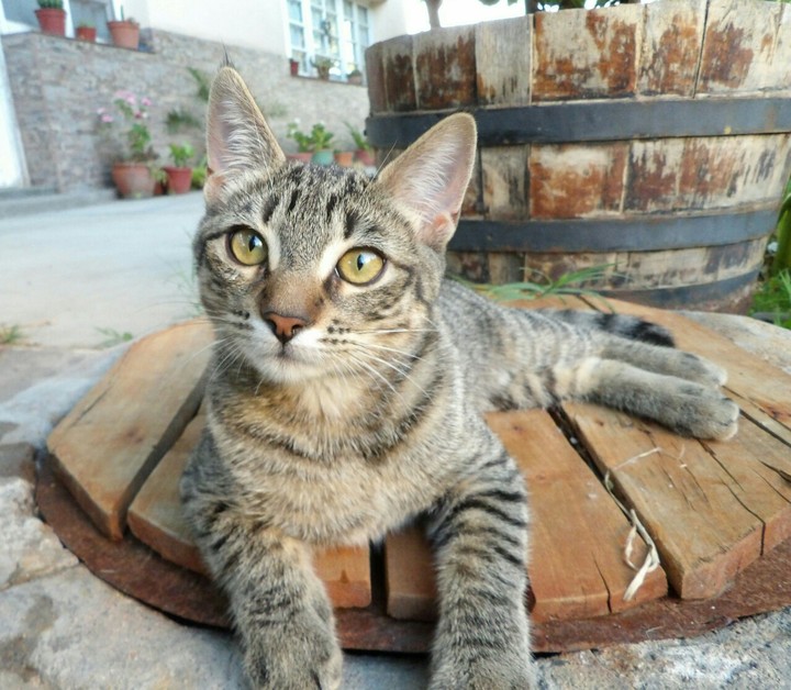 cat
