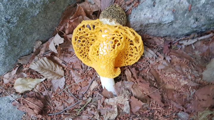 망태버섯