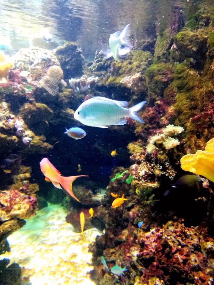 fish
