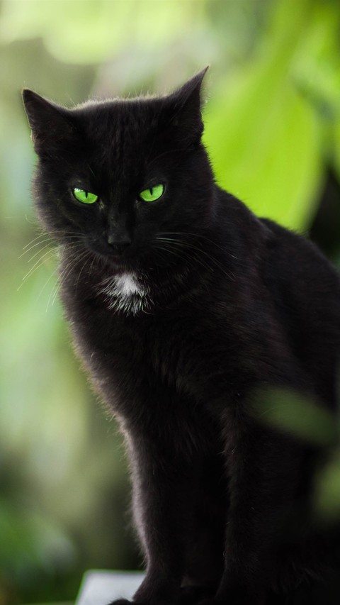 Gato